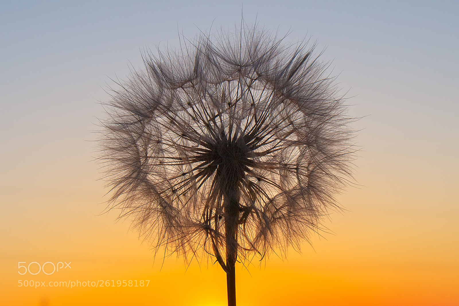 Canon EOS 700D (EOS Rebel T5i / EOS Kiss X7i) sample photo. Fluffy big dandelion against photography