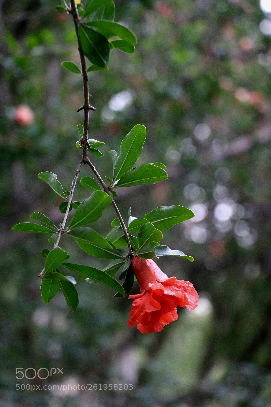 Canon EOS 70D sample photo. شکوفه درخت انار photography