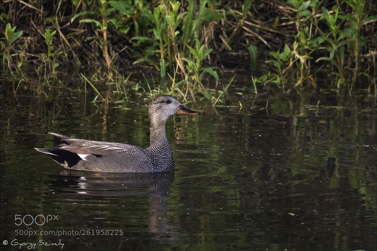 Sony Cyber-shot DSC-RX10 IV sample photo. Gadwall (mareca strepera strepera) photography