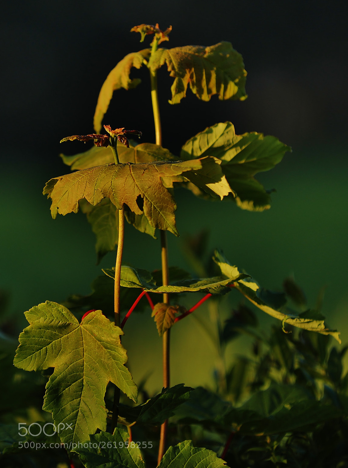 Canon EOS 5D Mark IV sample photo. So close. photography