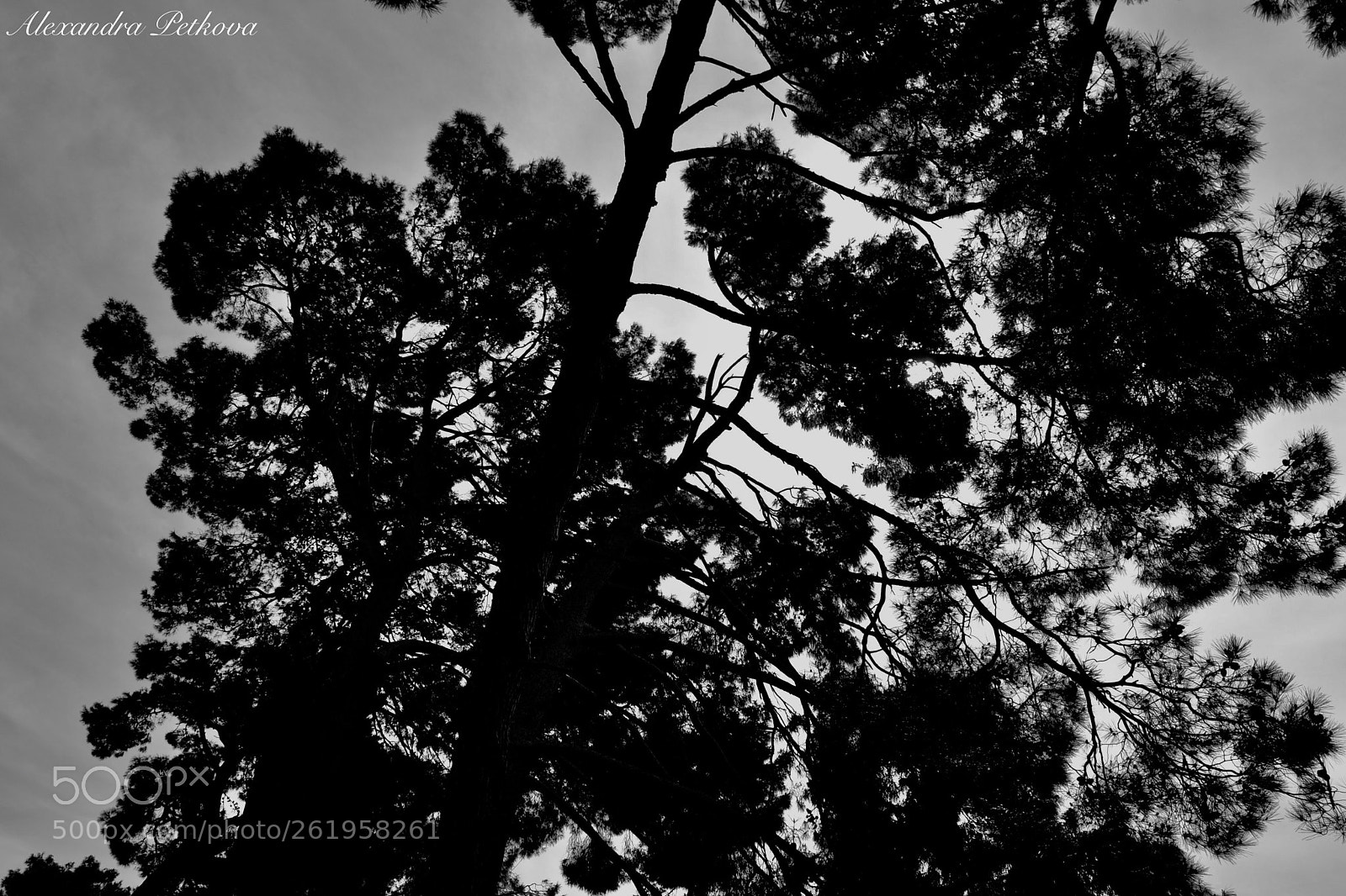 Nikon D3100 sample photo. Novigrads trees photography