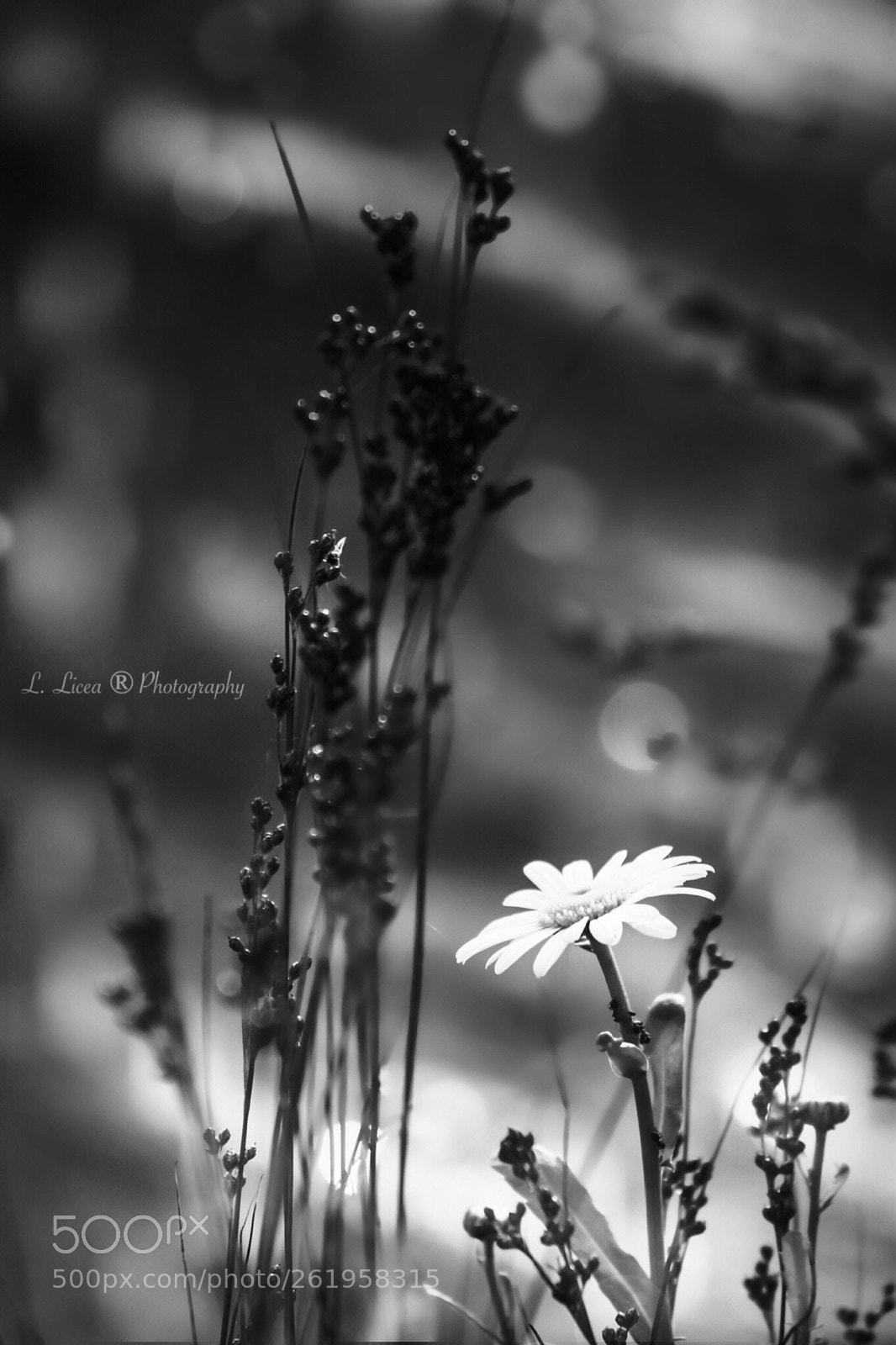 Canon EOS 6D Mark II sample photo. Caress of light 85 photography