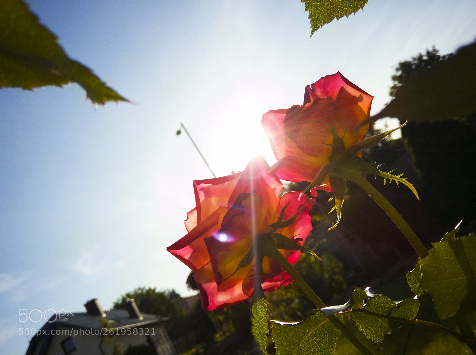 HUAWEI Mate 10 Lite sample photo. Rose photography