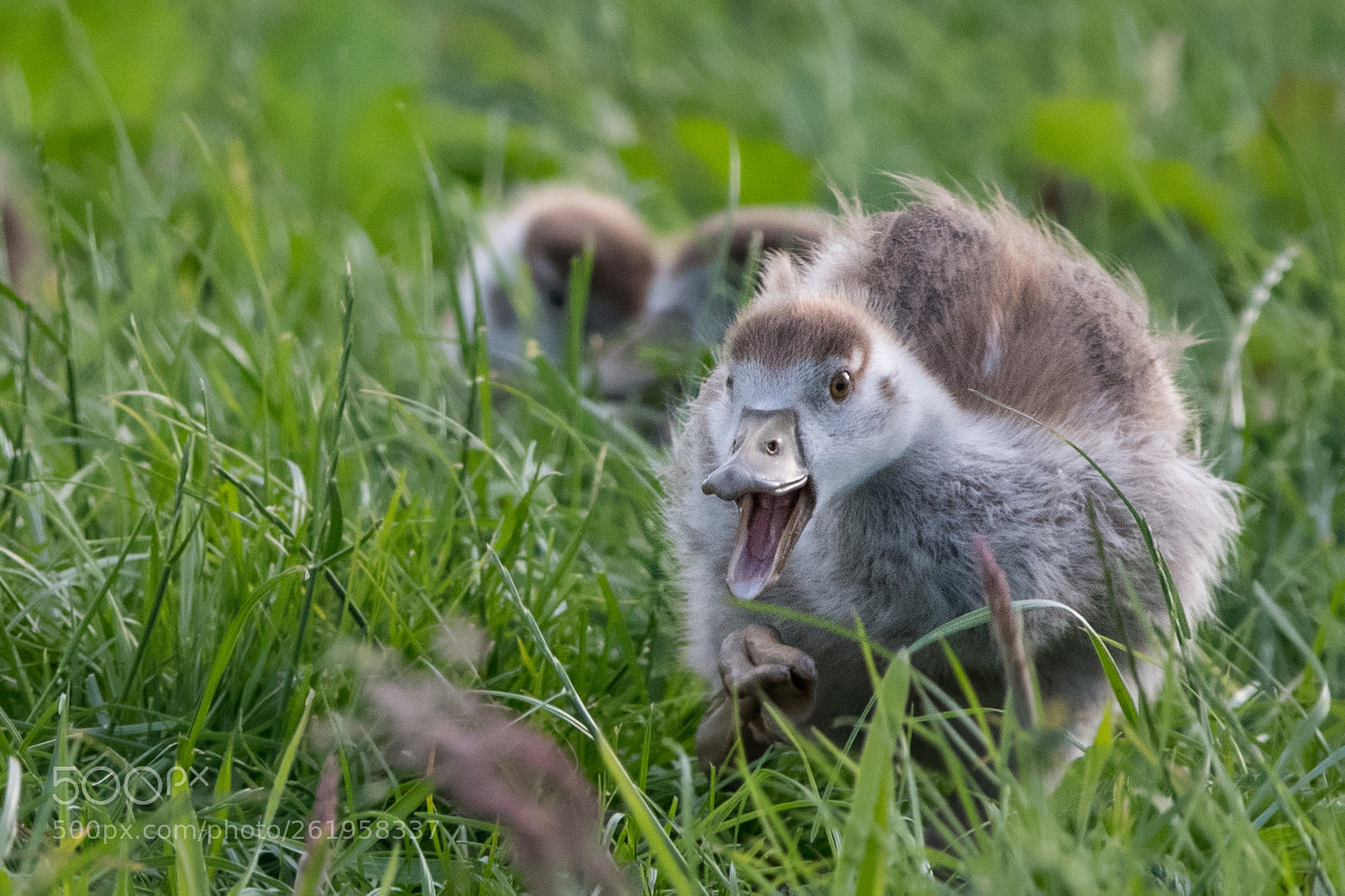 Nikon D500 sample photo. Excitement in the grass photography