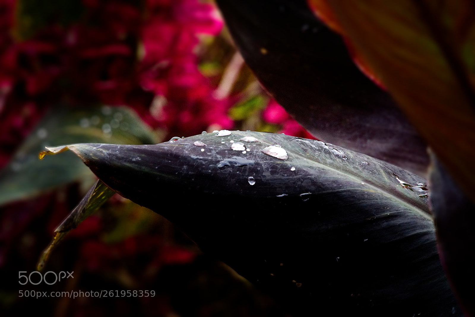 Sony a6000 sample photo. Dsc photography