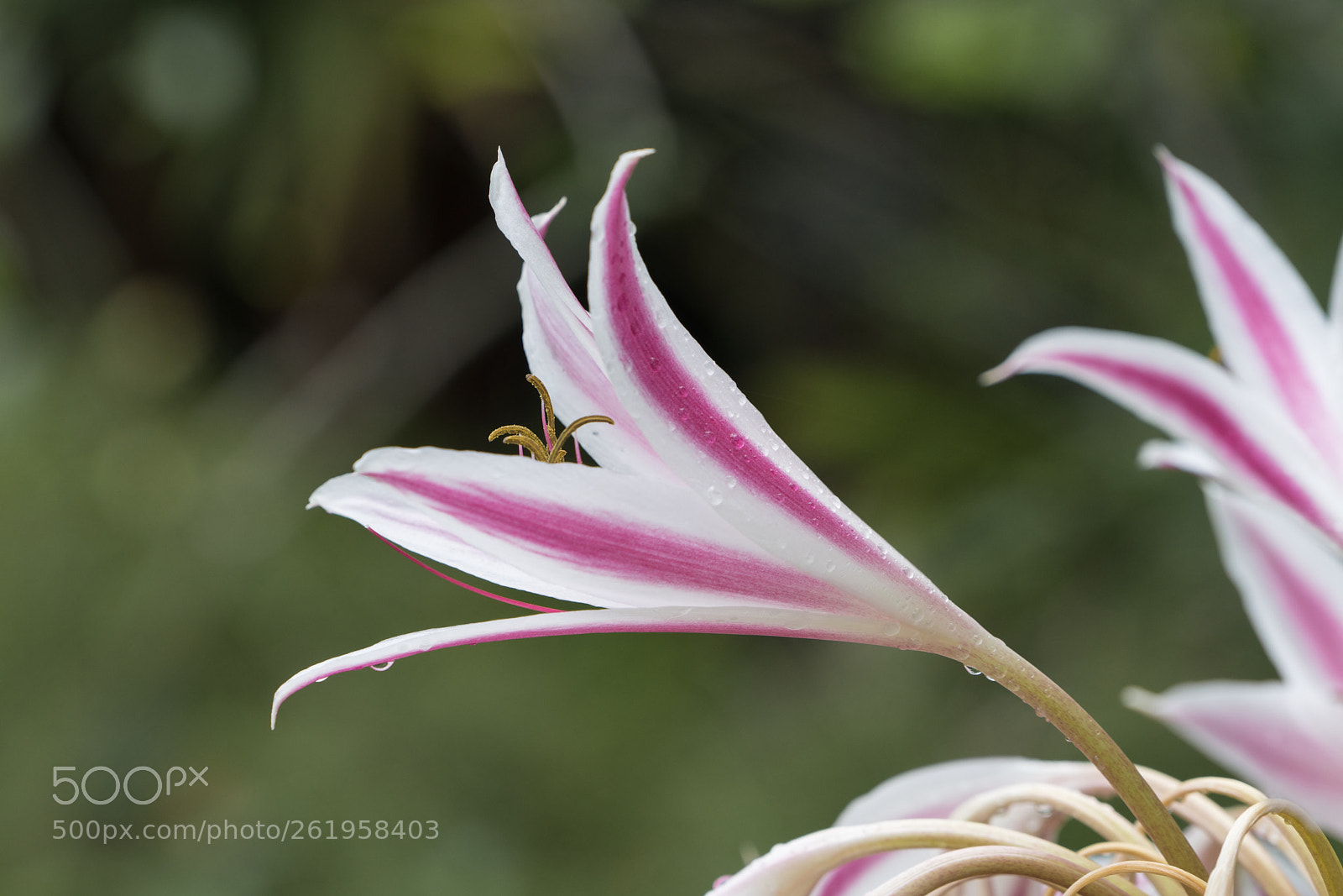 Sony a7R II sample photo. Seychelles photography