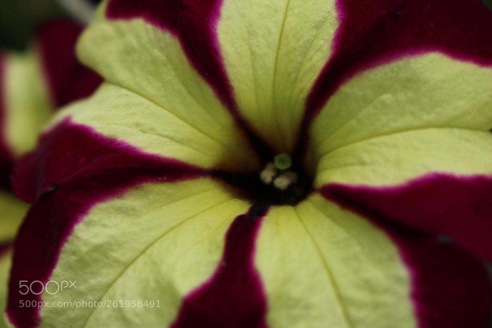 Canon EOS 750D (EOS Rebel T6i / EOS Kiss X8i) sample photo. Fleur photography