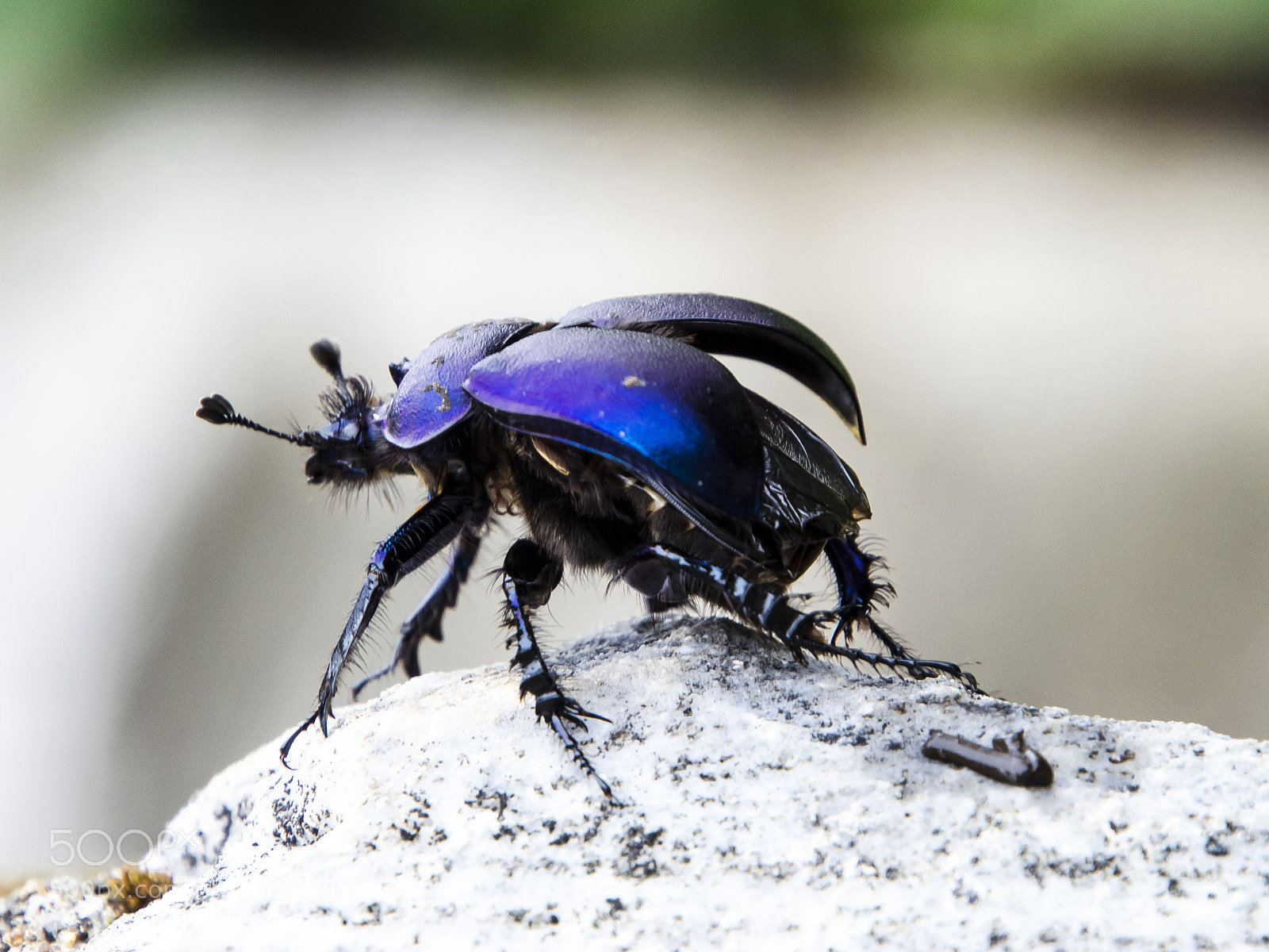 Nikon D5100 sample photo. The blue beetle photography