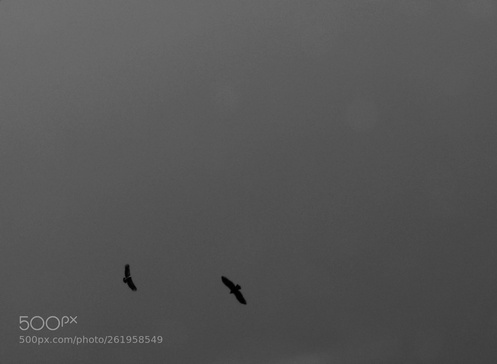 Panasonic Lumix DMC-FZ28 sample photo. Eagles photography