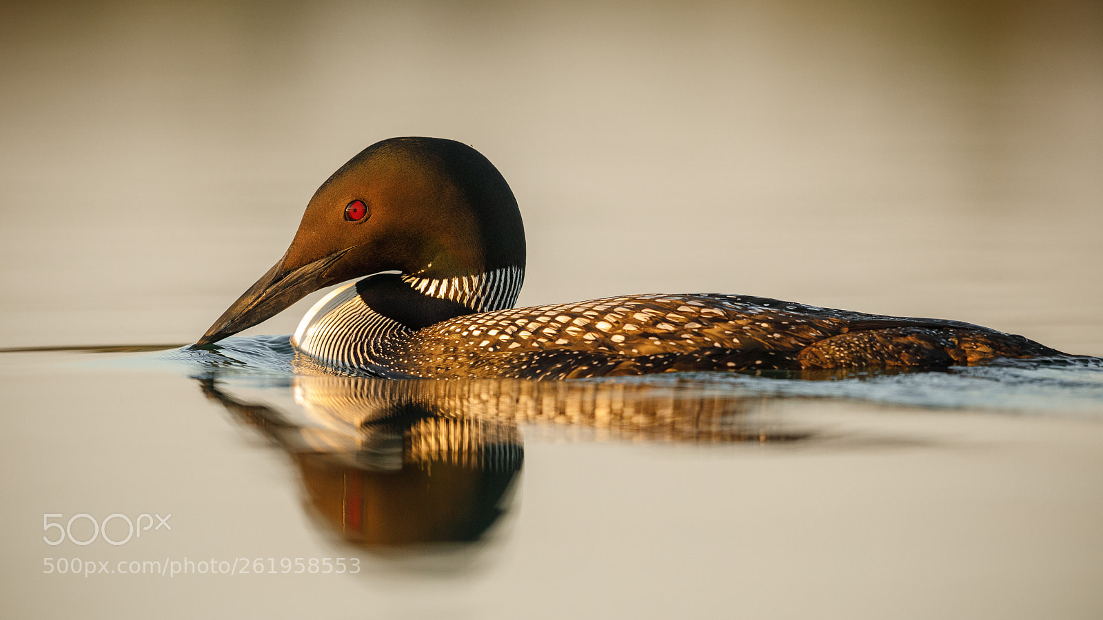 Canon EOS 5D Mark IV sample photo. Common loon photography