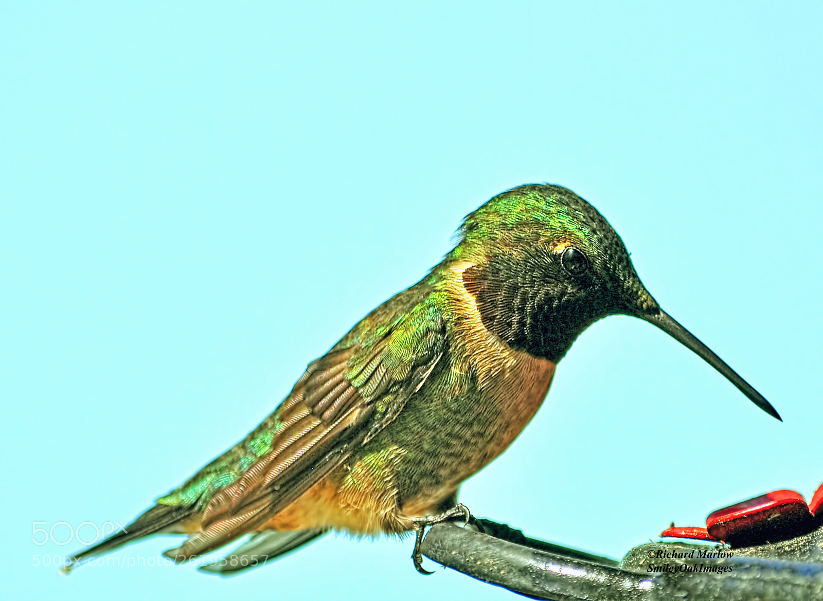 Nikon D5000 sample photo. Hummingbird photography
