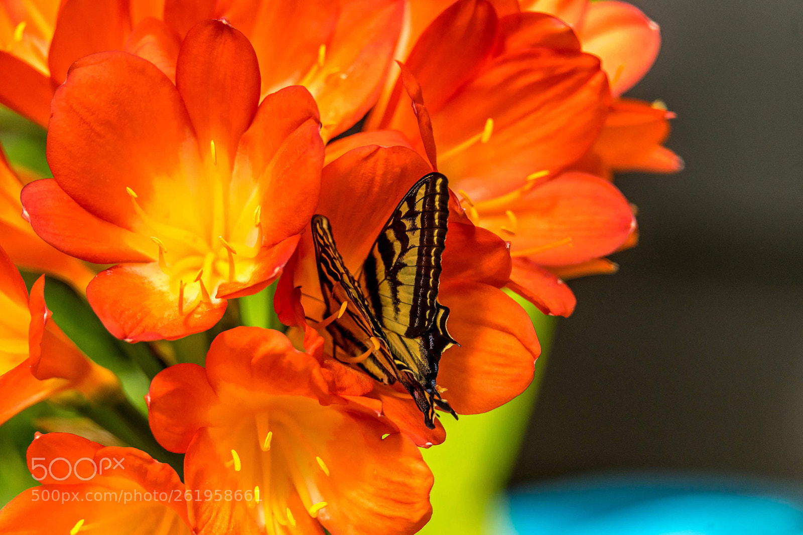 Sony a7 sample photo. Flowers & butterfly  photography