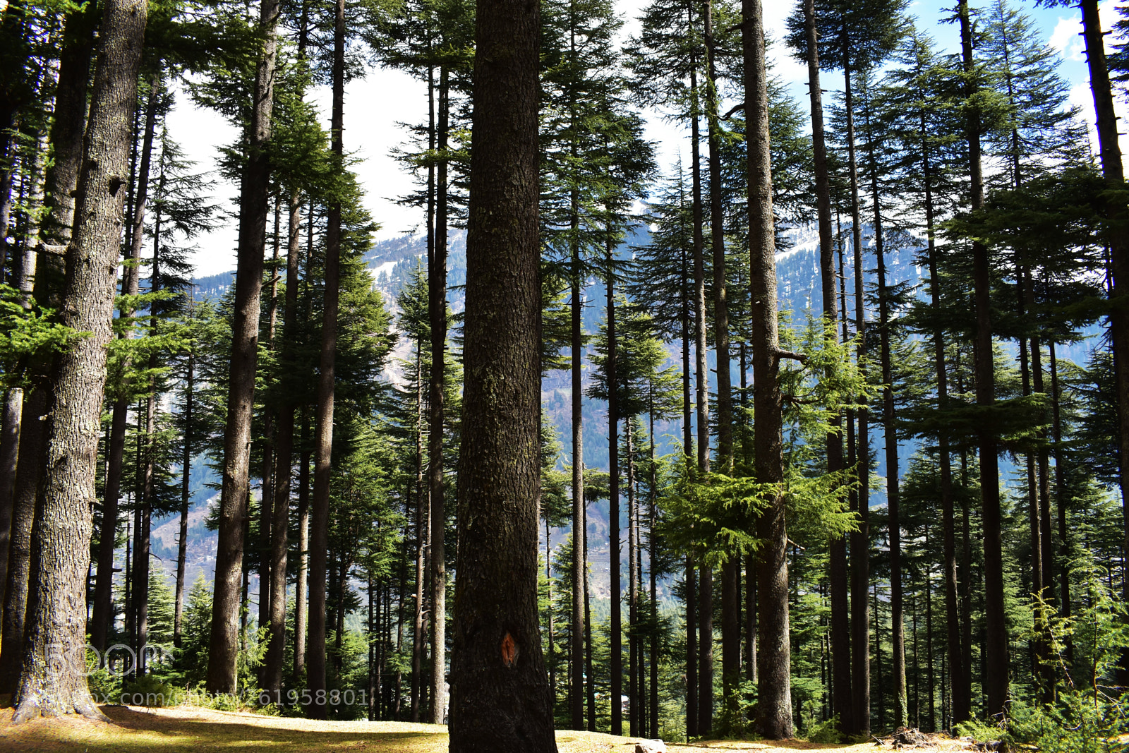 Nikon D3400 sample photo. Forest photography
