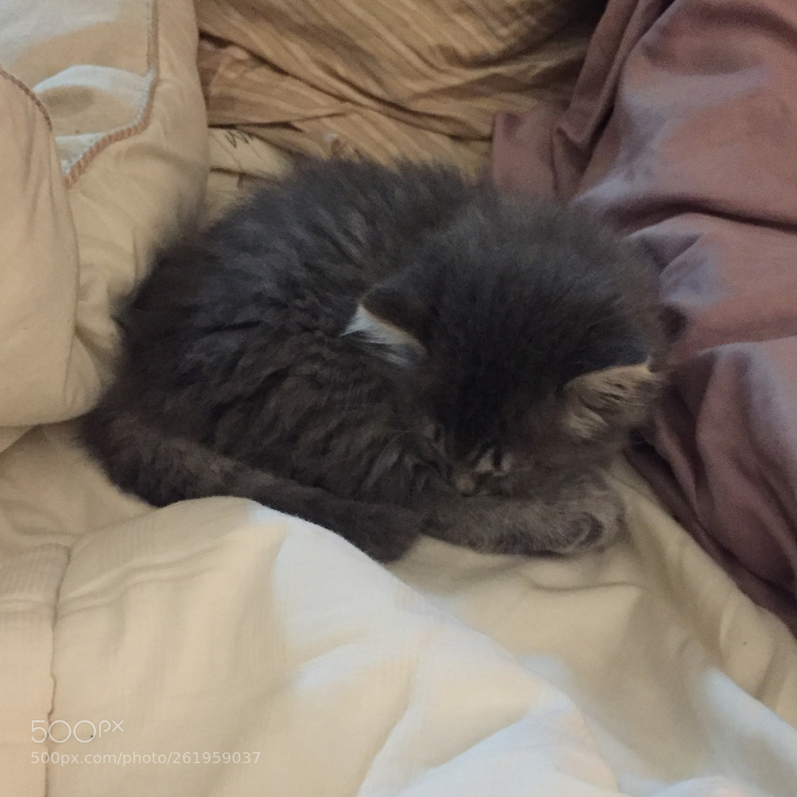 Apple iPhone 6 sample photo. 2018 039.jpg photography