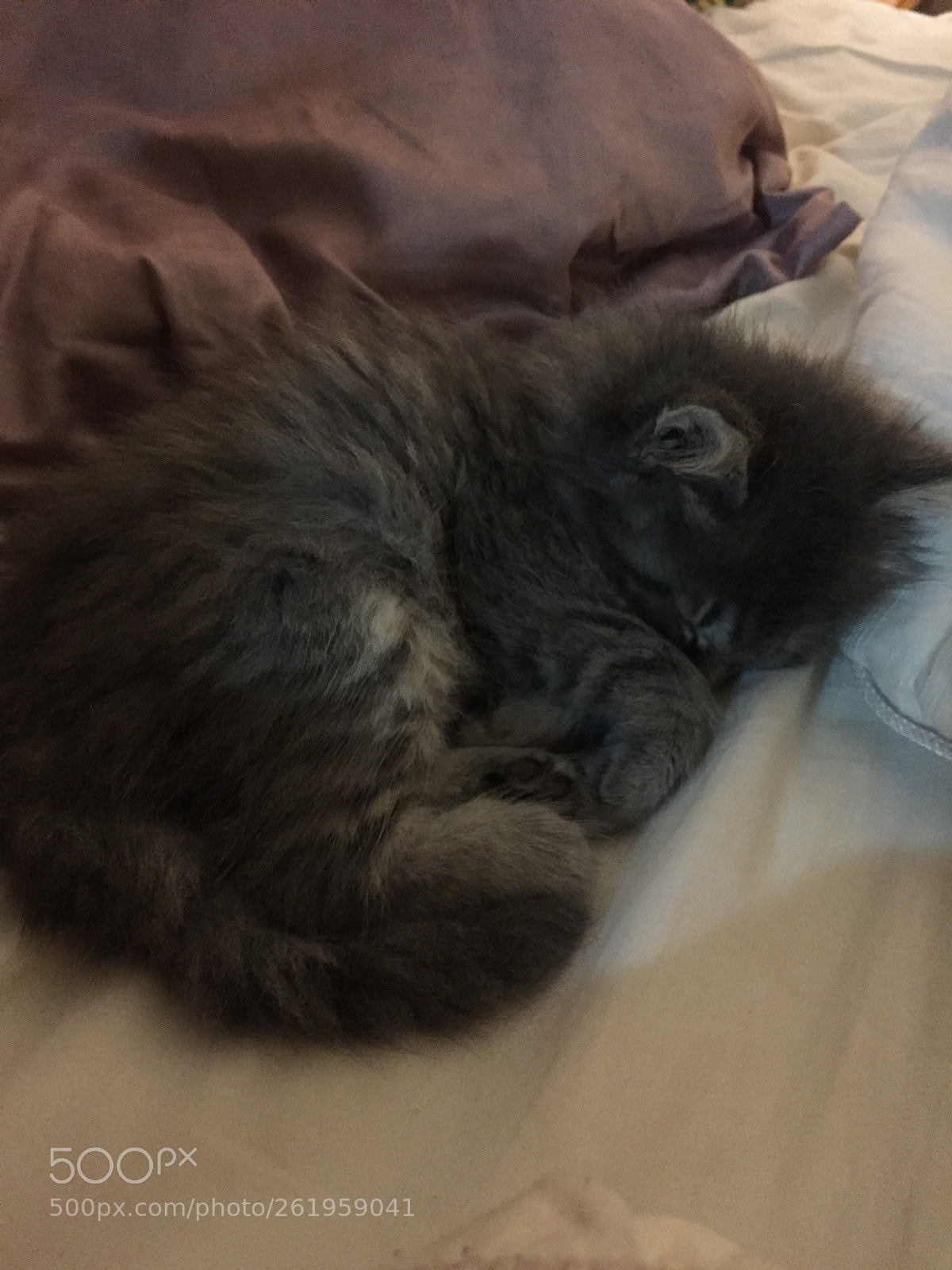 Apple iPhone 6 sample photo. 2018 041.jpg photography