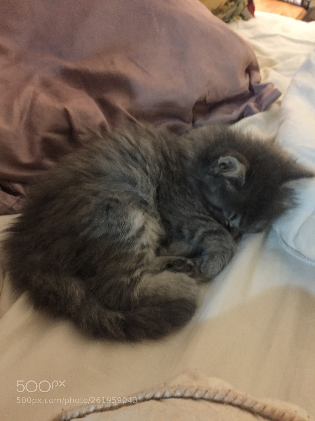Apple iPhone 6 sample photo. 2018 042.jpg photography