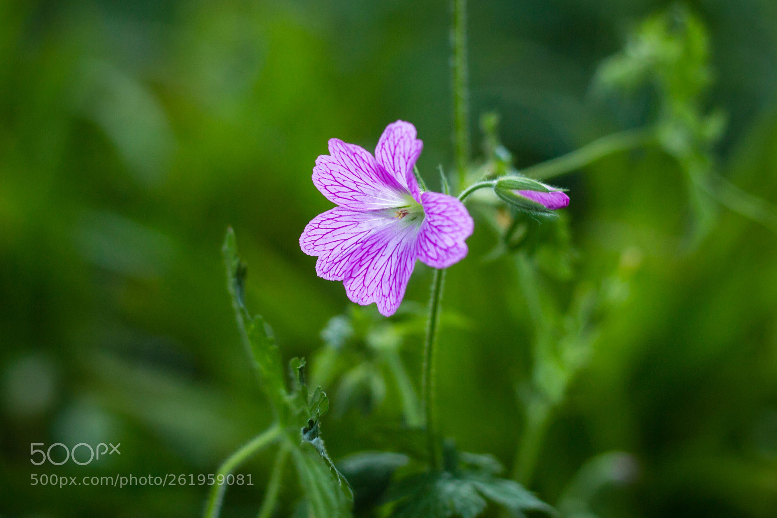Canon EOS 6D sample photo. Crisp photography