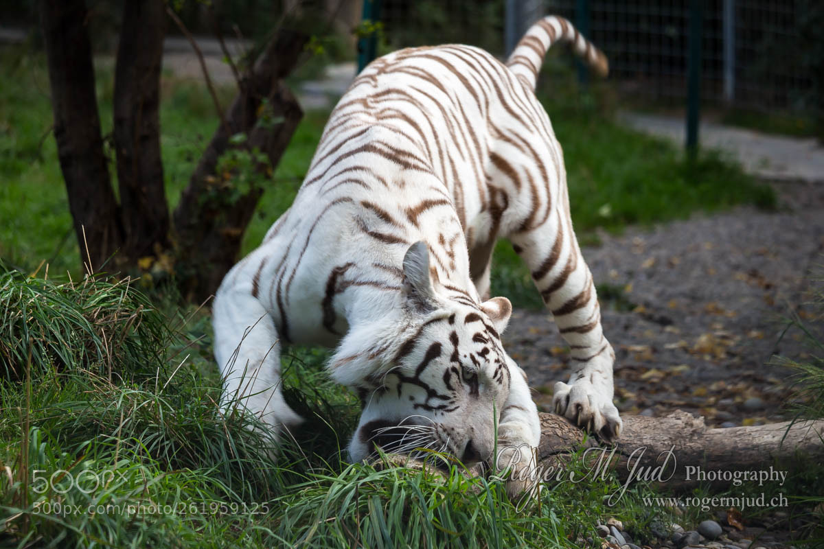 Canon EOS 100D (EOS Rebel SL1 / EOS Kiss X7) sample photo. White tiger photography