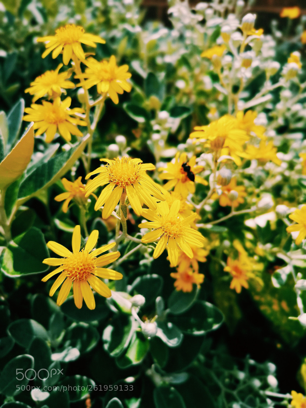 HUAWEI CLT-L09 sample photo. In bloom photography