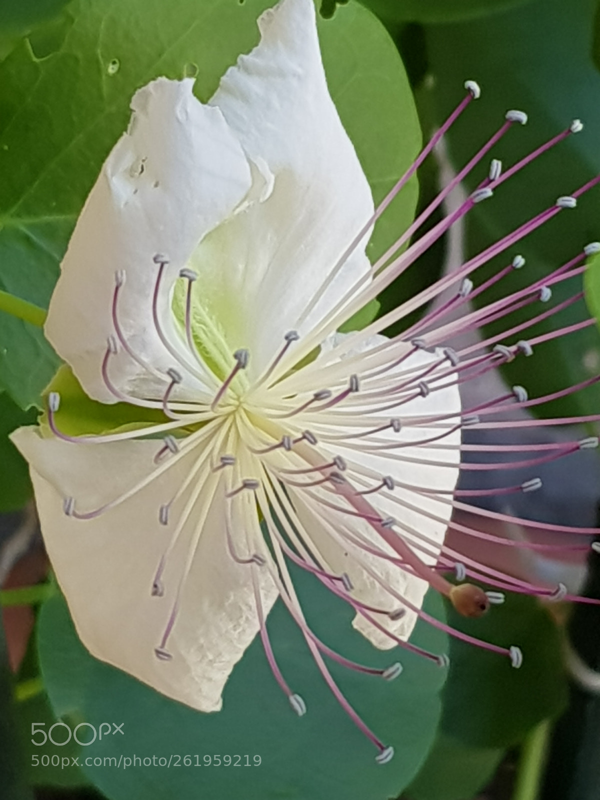 Samsung Galaxy S8 sample photo. Untitled photography