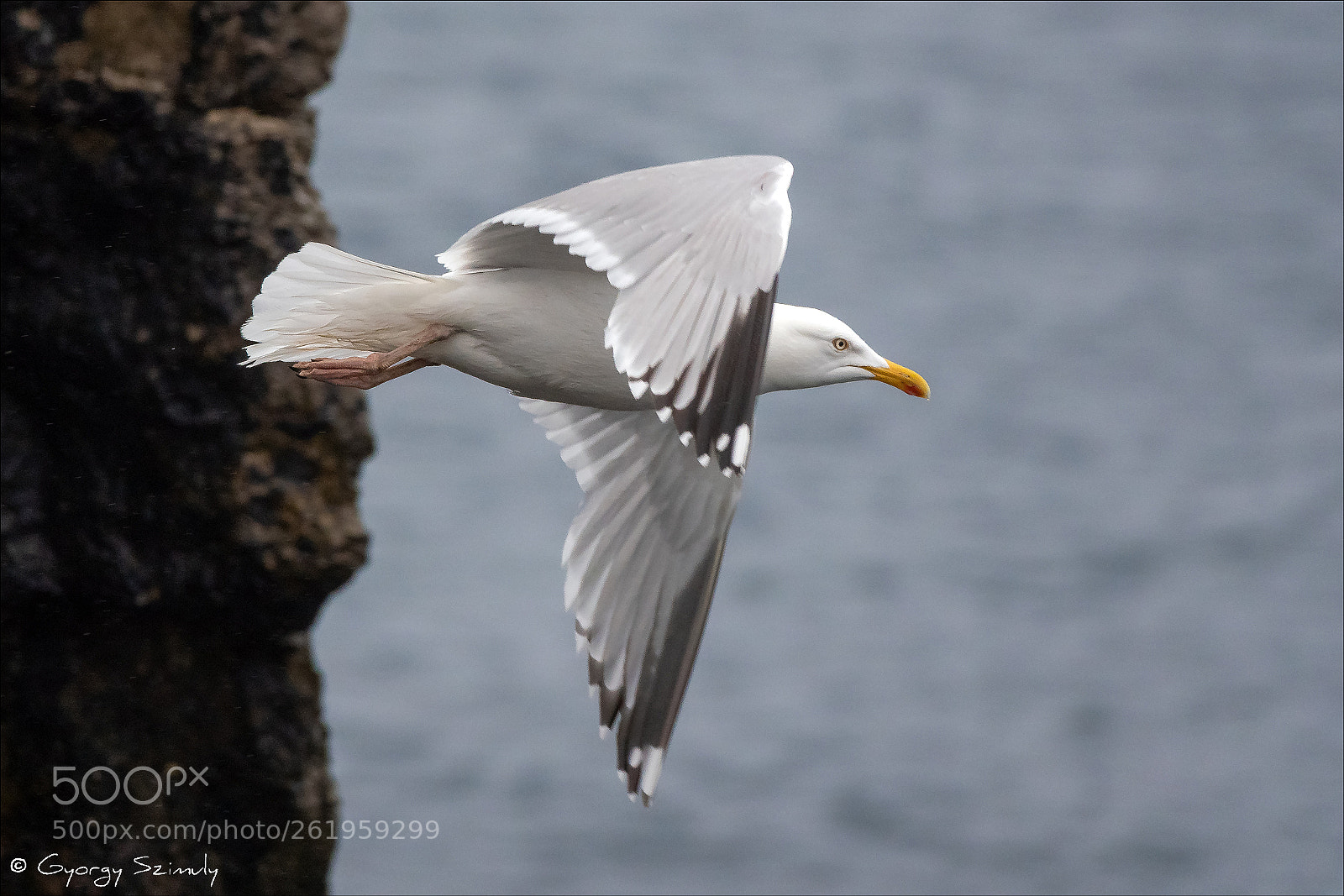 Sony Cyber-shot DSC-RX10 IV sample photo. European herring gull larus photography