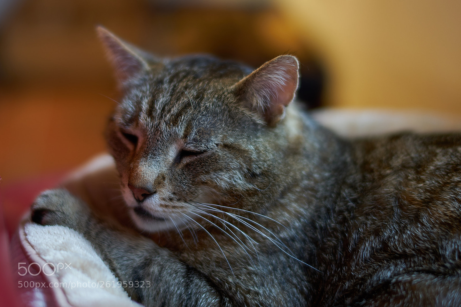 Sony a7 II sample photo. Findus relax photography