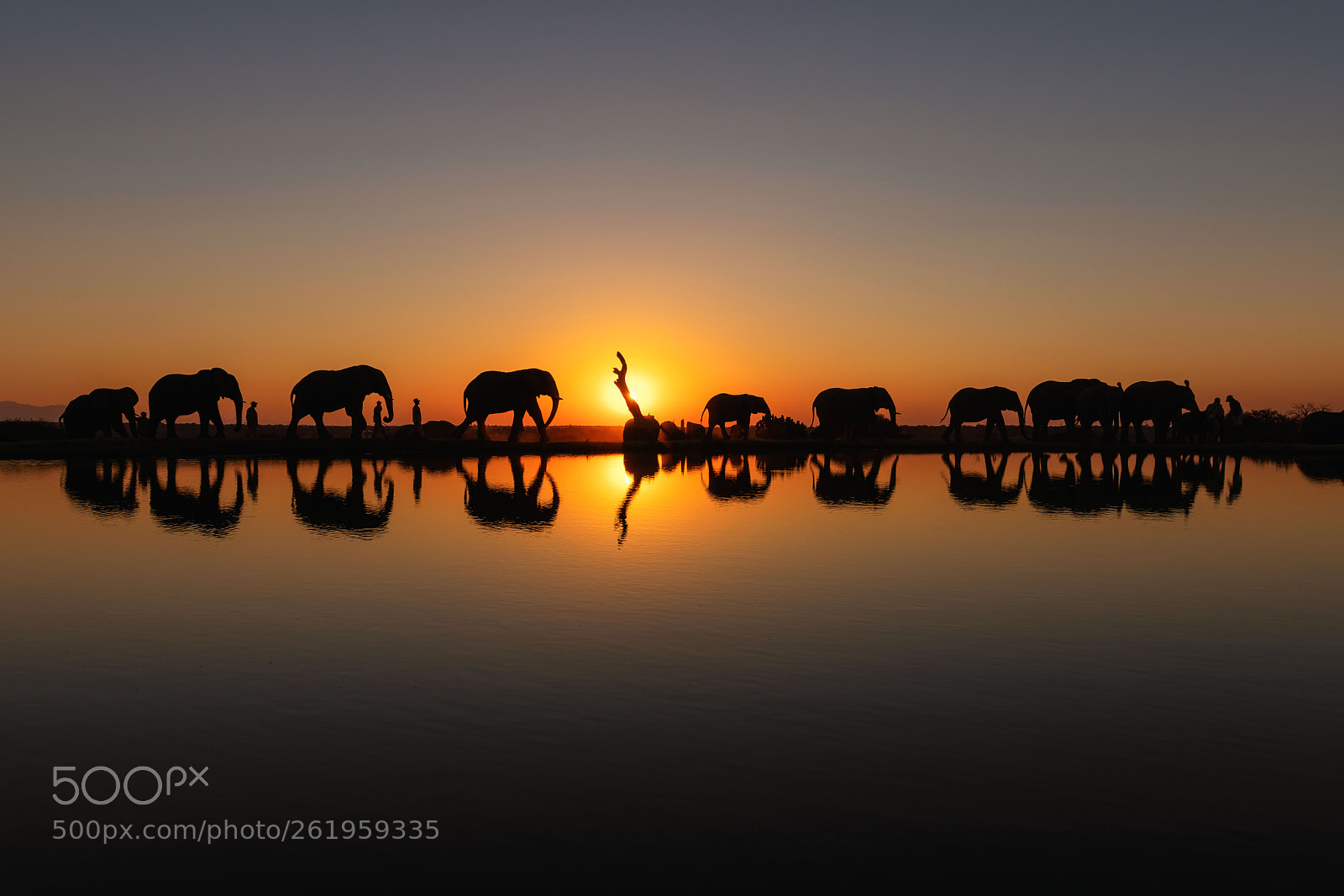 Nikon D850 sample photo. Sunset elephant parade photography