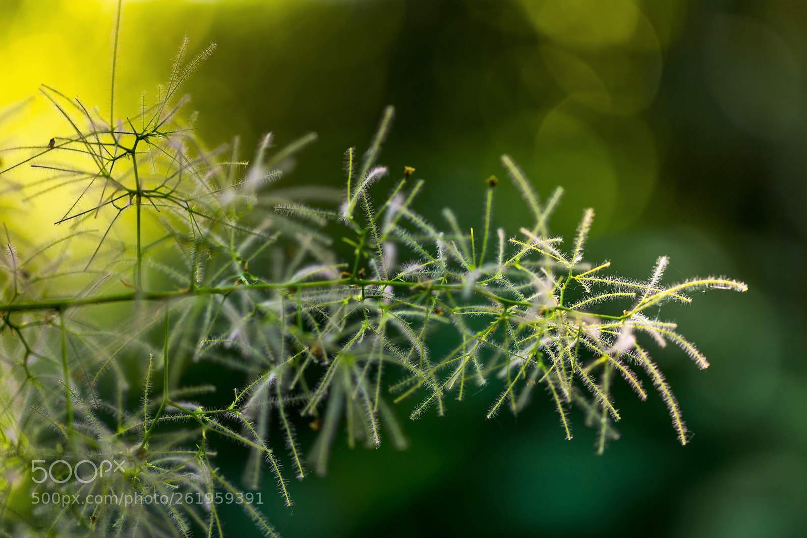 Canon EOS 6D Mark II sample photo. Untitled photography