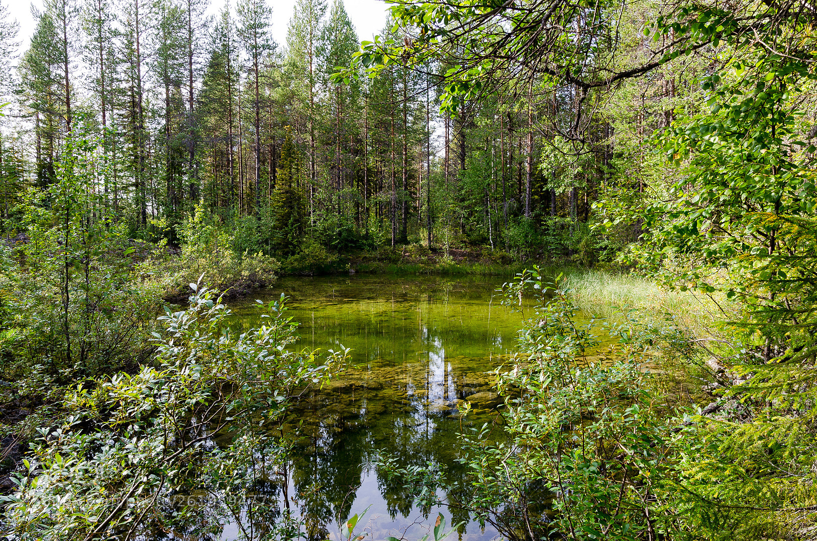 Nikon D7000 sample photo. Fifty shades of green photography