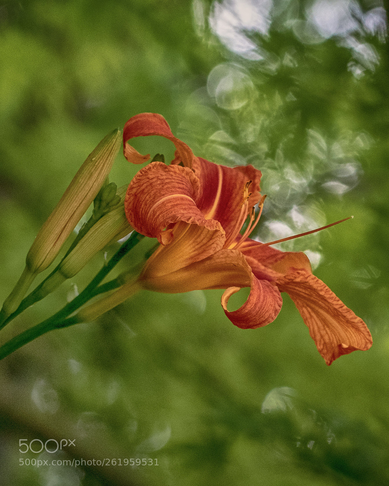 Canon EOS 7D Mark II sample photo. In the garden photography