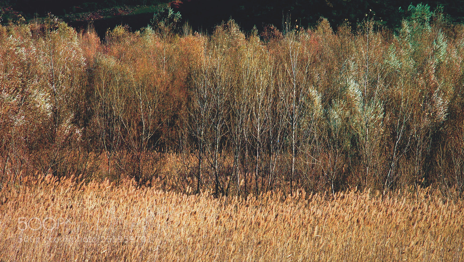 Pentax K-7 sample photo. Reed at sunset photography