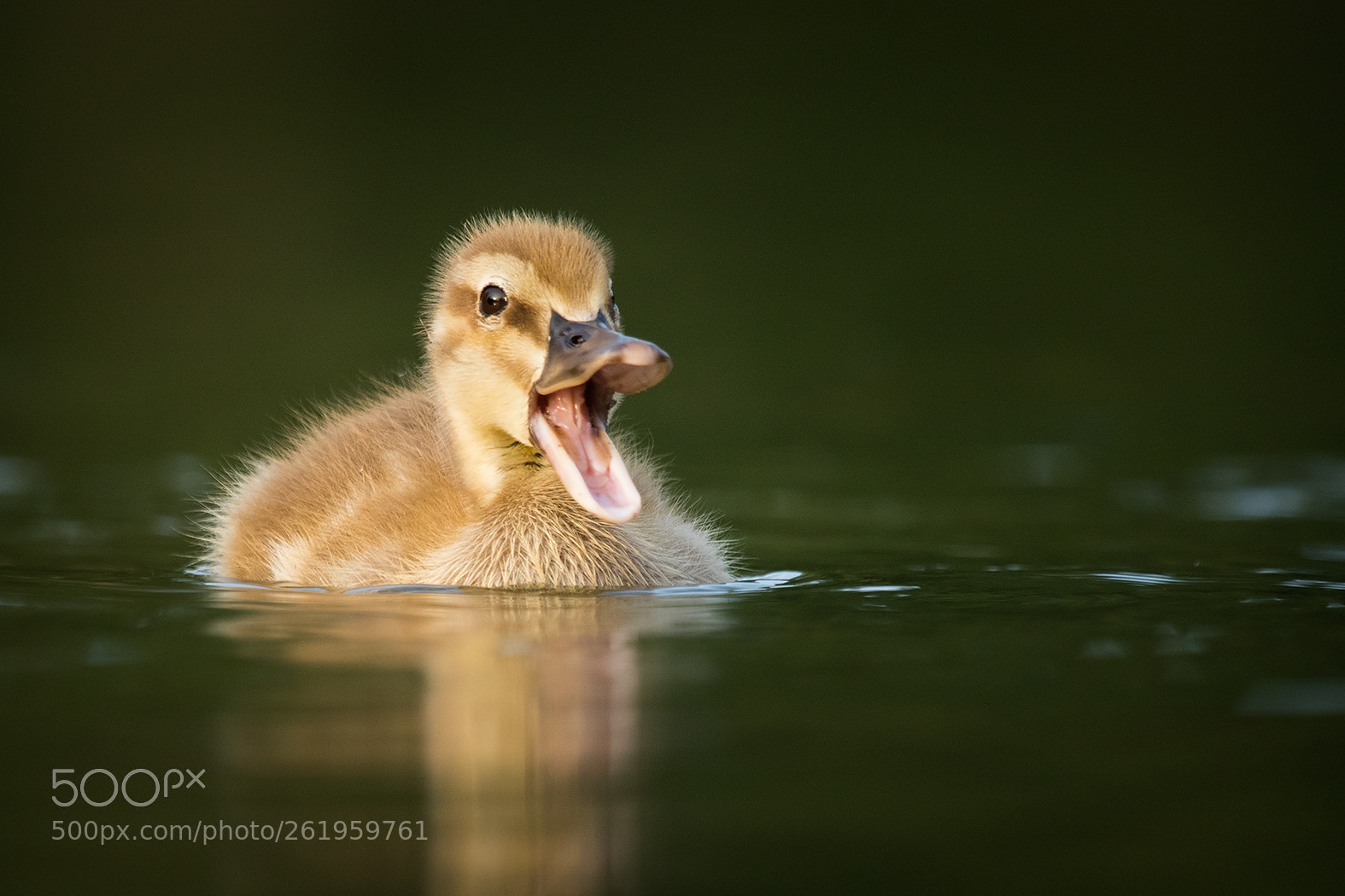 Canon EOS 7D Mark II sample photo. Duck photography
