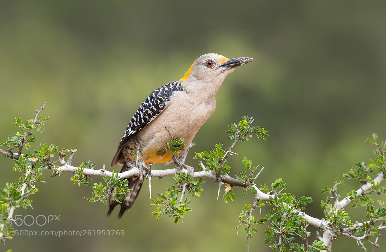 Canon EOS-1D X Mark II sample photo. Golden fronted woodpecker photography