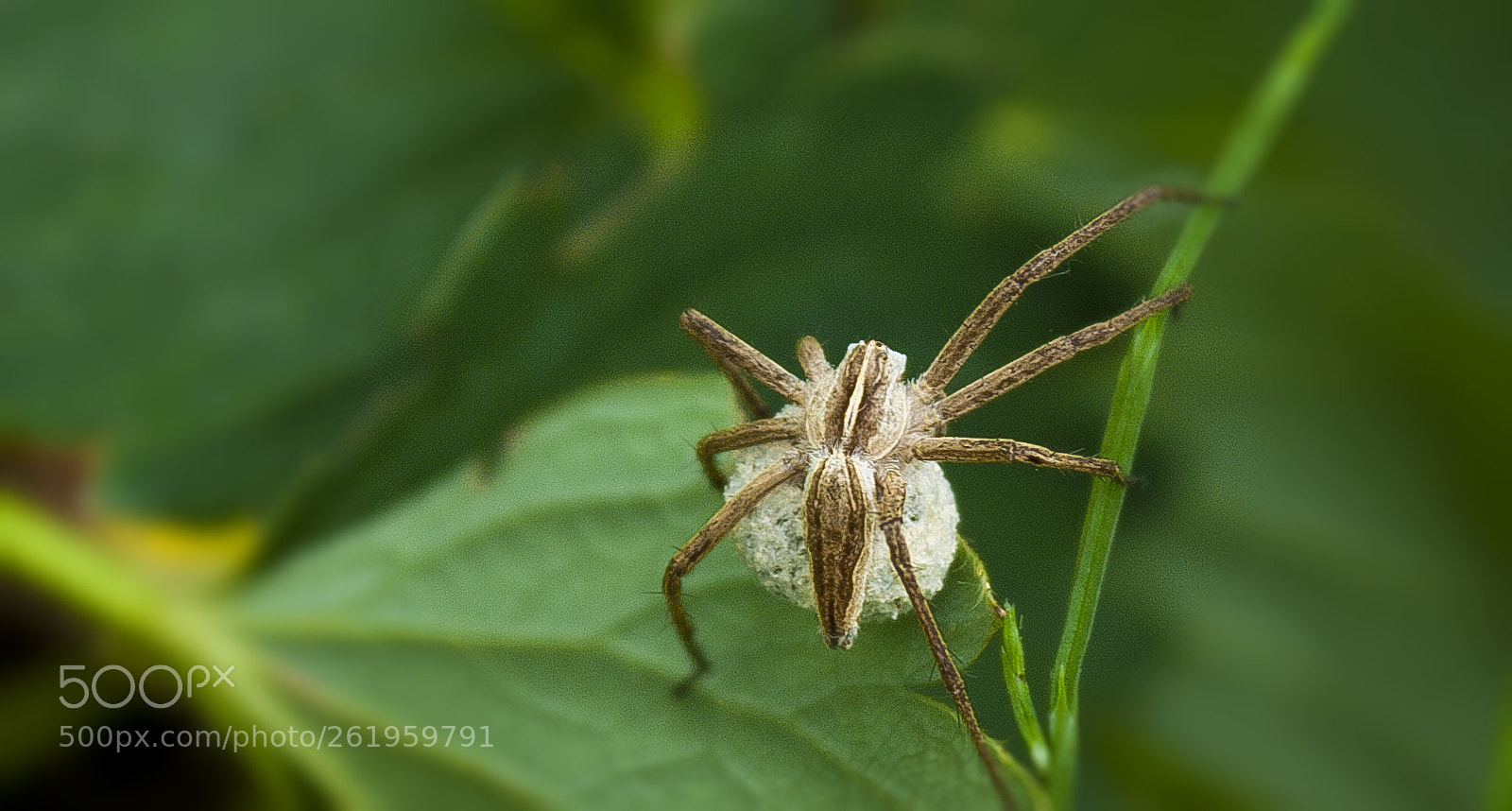 Canon EOS 450D (EOS Rebel XSi / EOS Kiss X2) sample photo. Spider with cocoon photography
