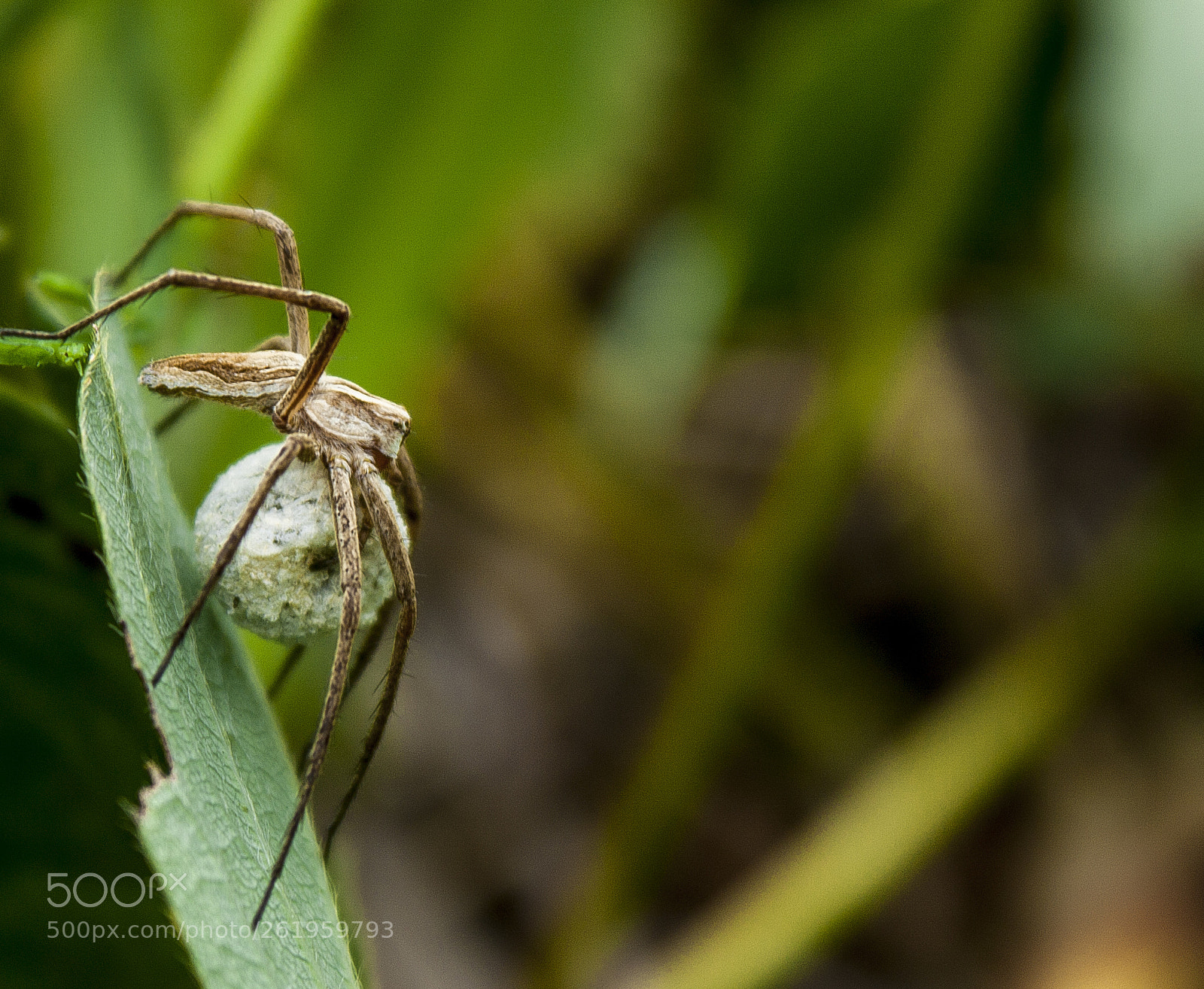 Canon EOS 450D (EOS Rebel XSi / EOS Kiss X2) sample photo. Spider with cocoon photography