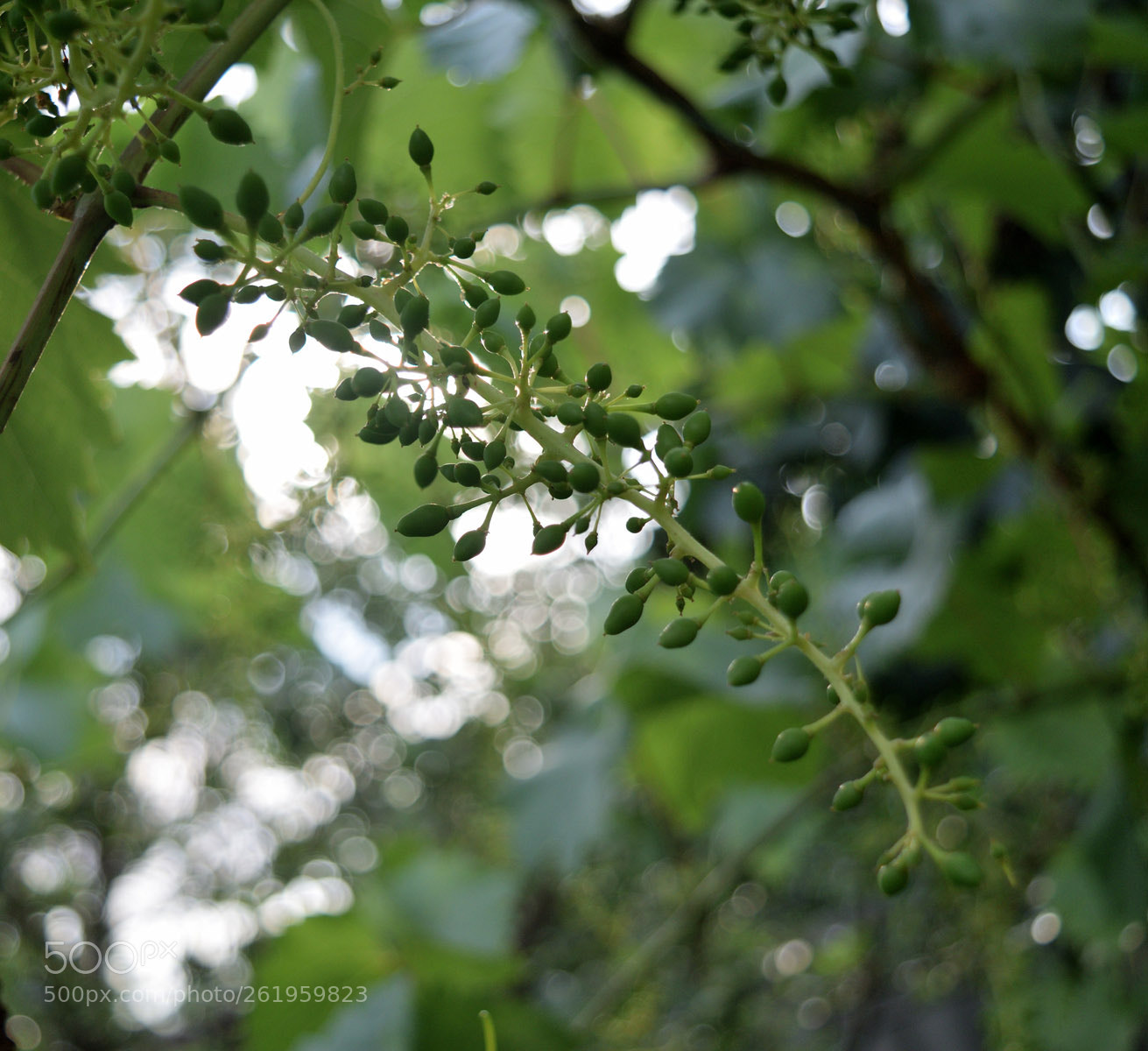 Nikon D3300 sample photo. Wine photography