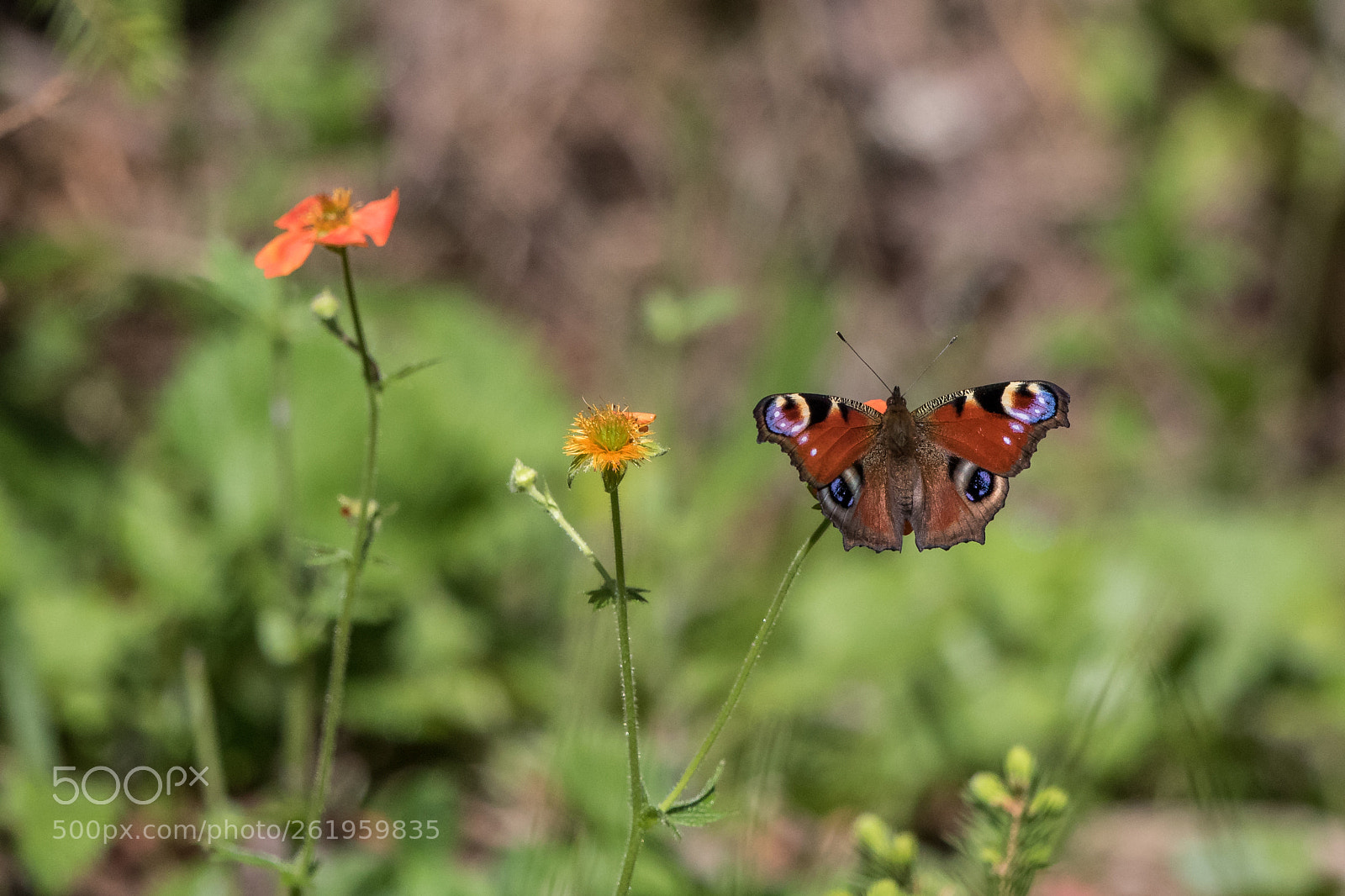 Canon EOS 7D Mark II sample photo. Painting photography