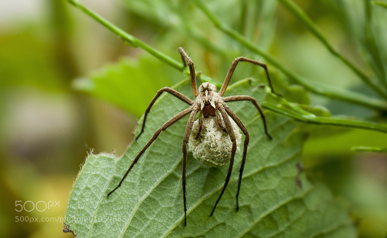 Canon EOS 450D (EOS Rebel XSi / EOS Kiss X2) sample photo. Spider with cocoon photography