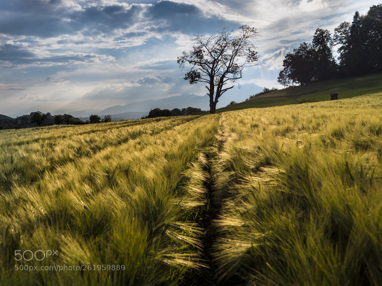 Panasonic Lumix DC-G9 sample photo. Barley field with tree photography