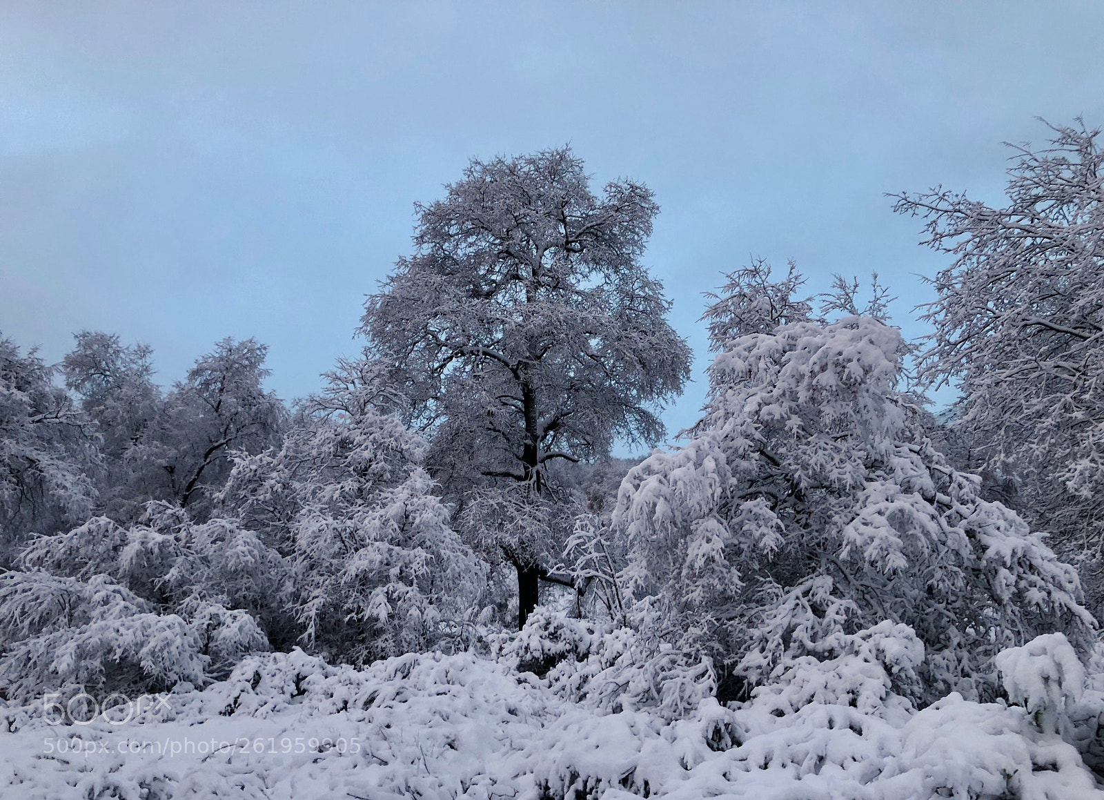 Apple iPhone X sample photo. Valle las trancas, regi photography