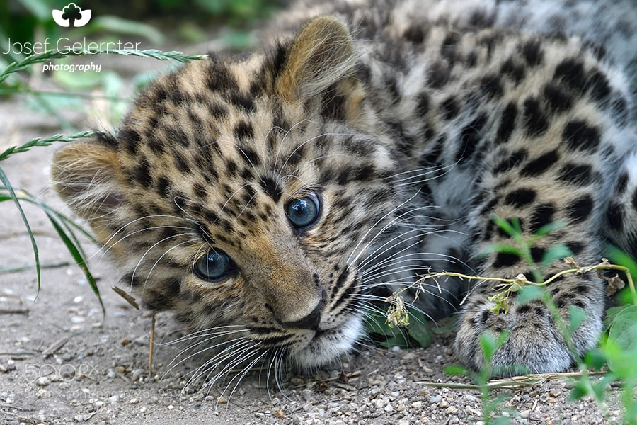Nikon D500 sample photo. Irresistible amur leopard cub photography