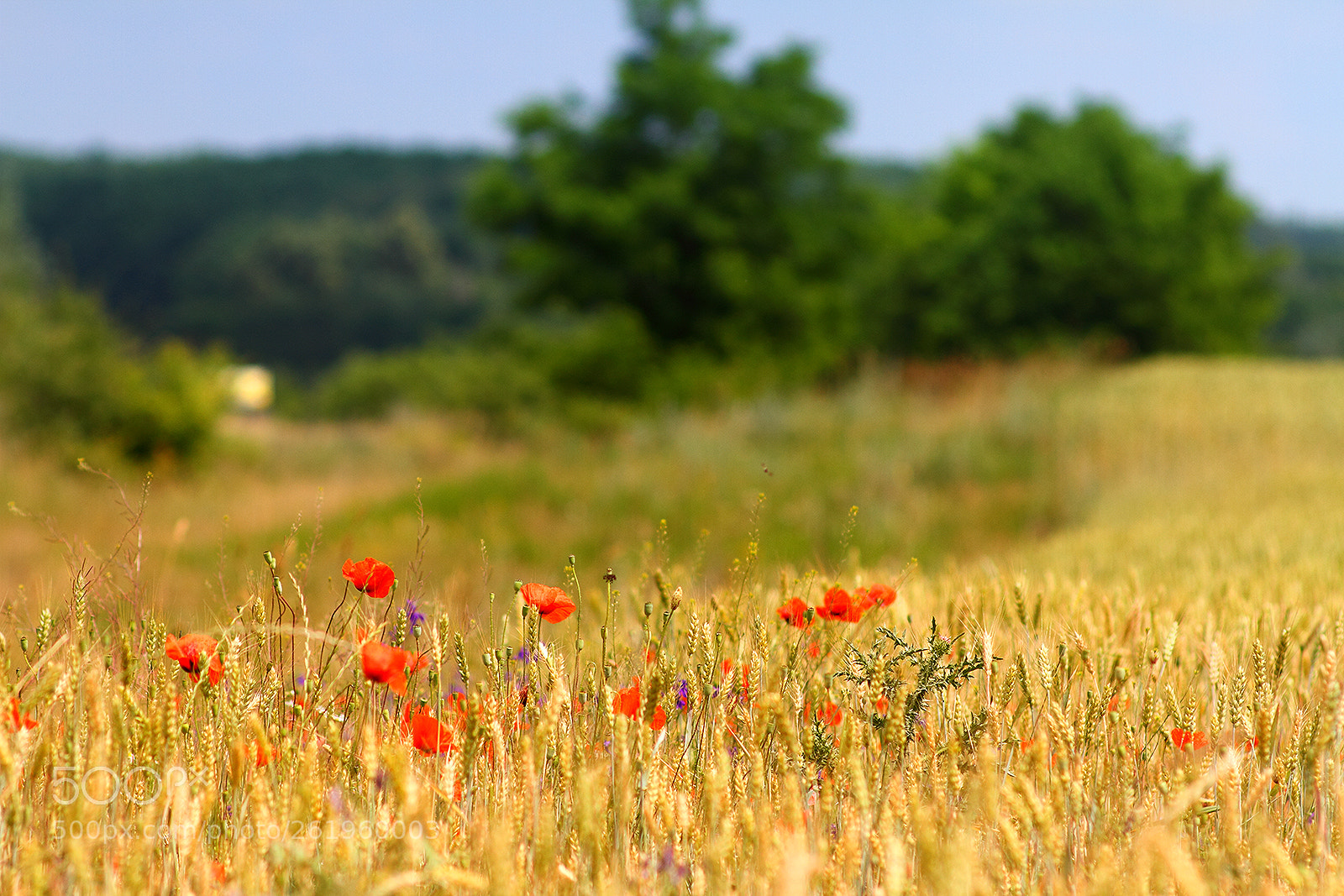 Canon EOS 7D sample photo. Roadside poppies photography