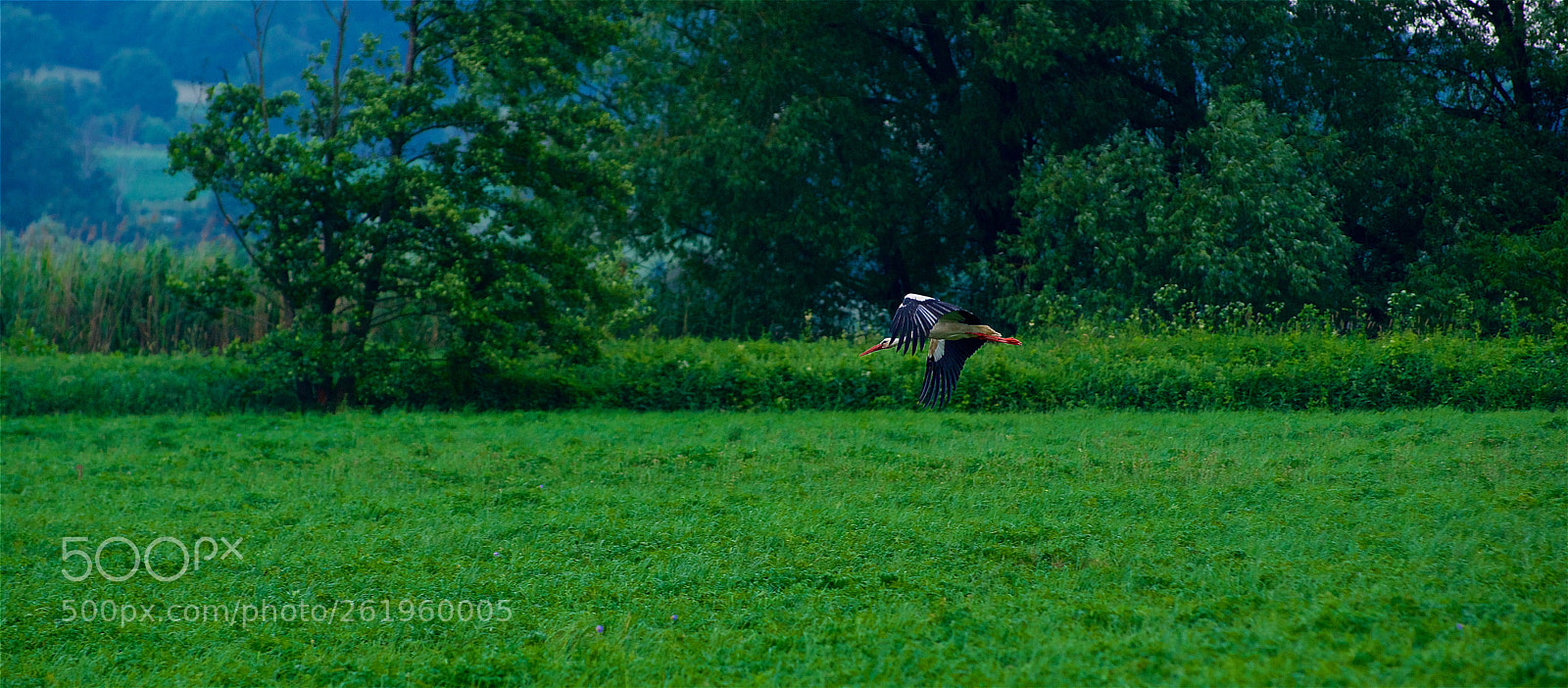 Pentax K-3 II sample photo. Meister adebar photography