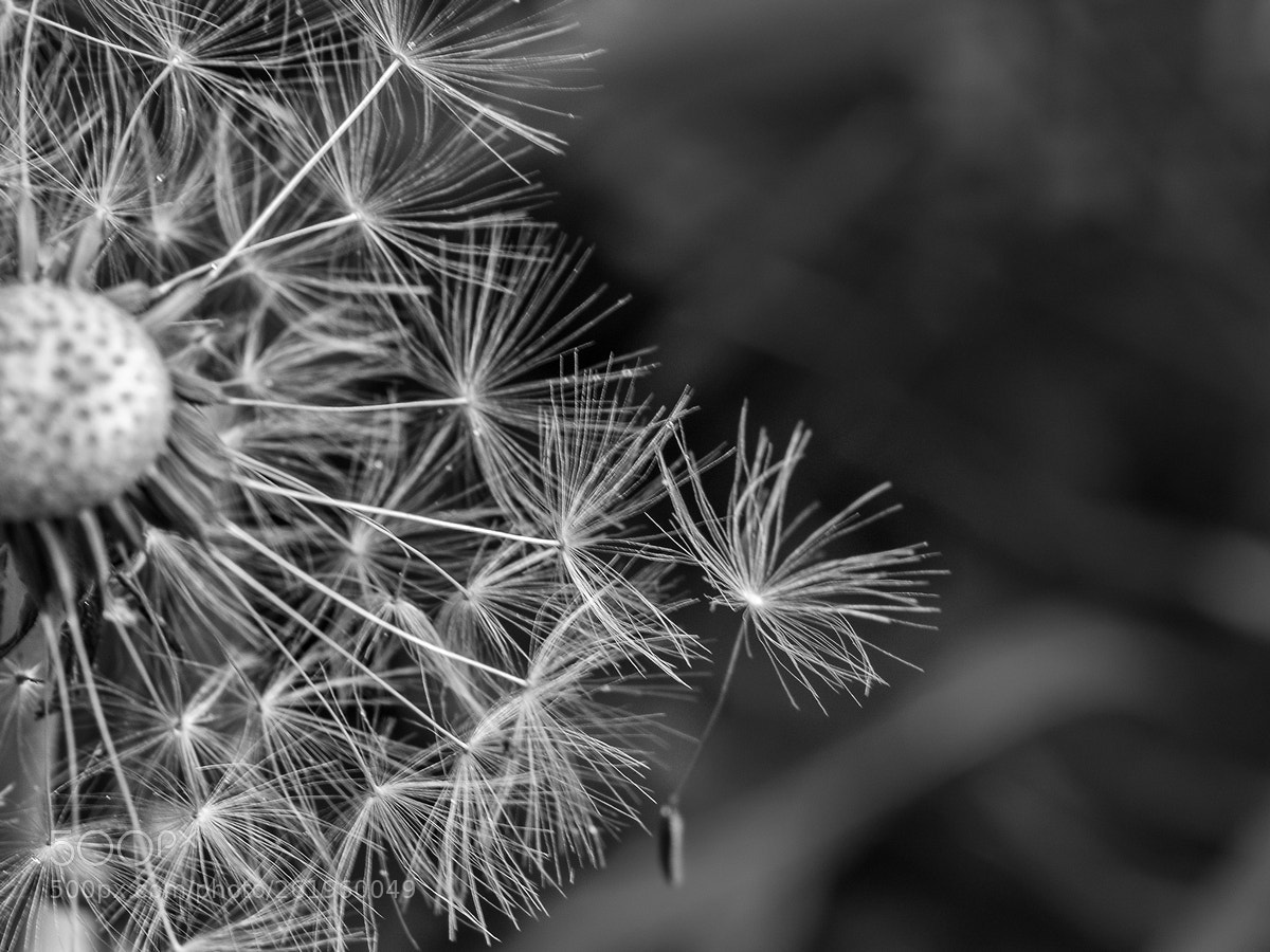 Olympus E-500 (EVOLT E-500) sample photo. Dandelion photography