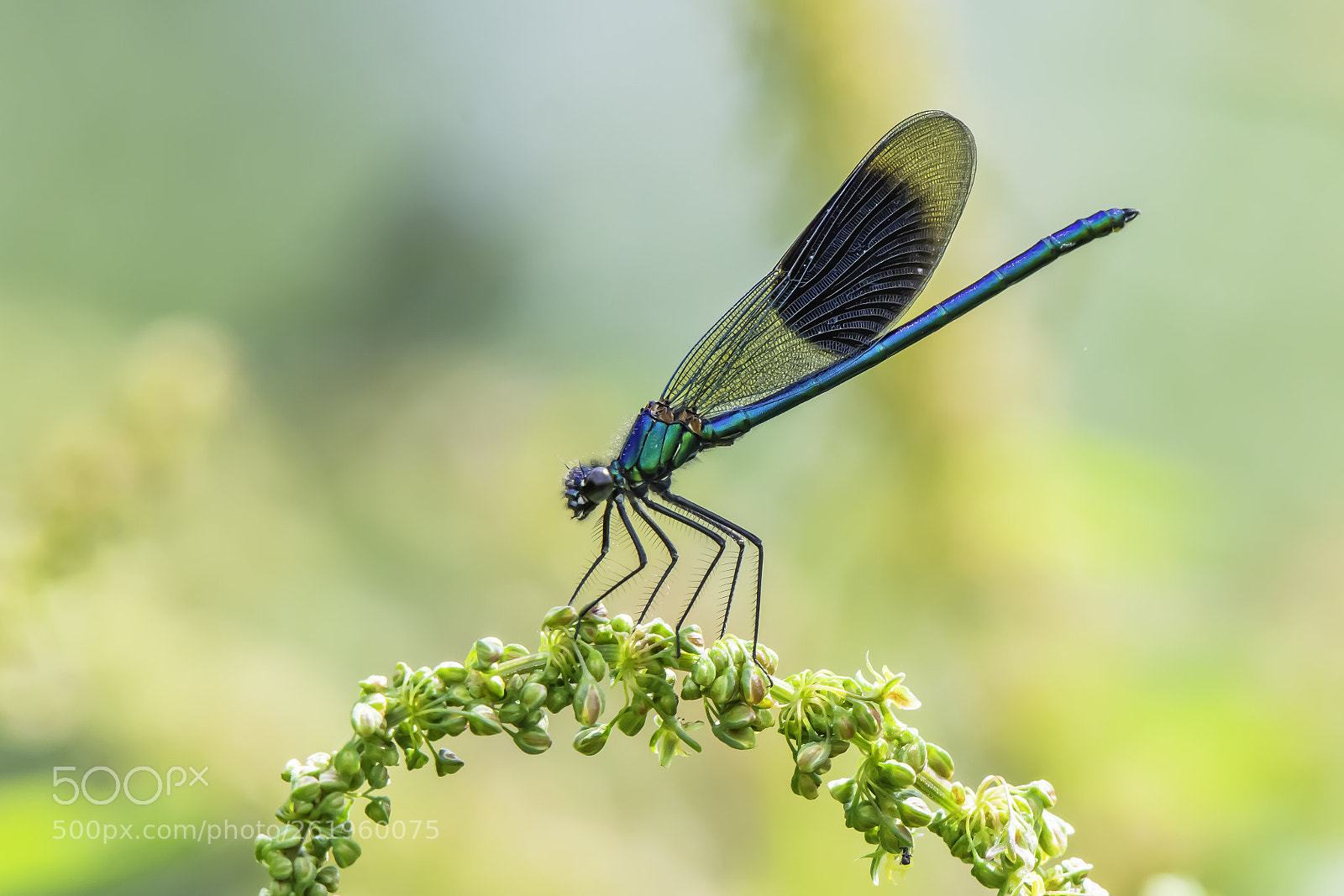 Nikon D7200 sample photo. Calopteryx splendens photography