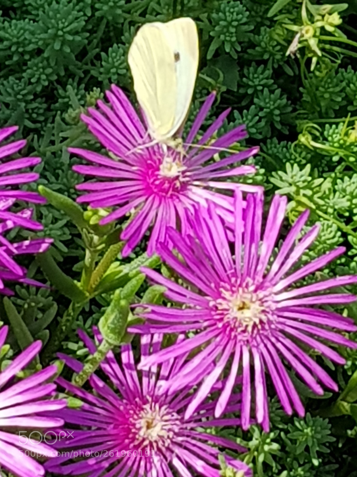 Samsung Galaxy S8 sample photo. Untitled photography