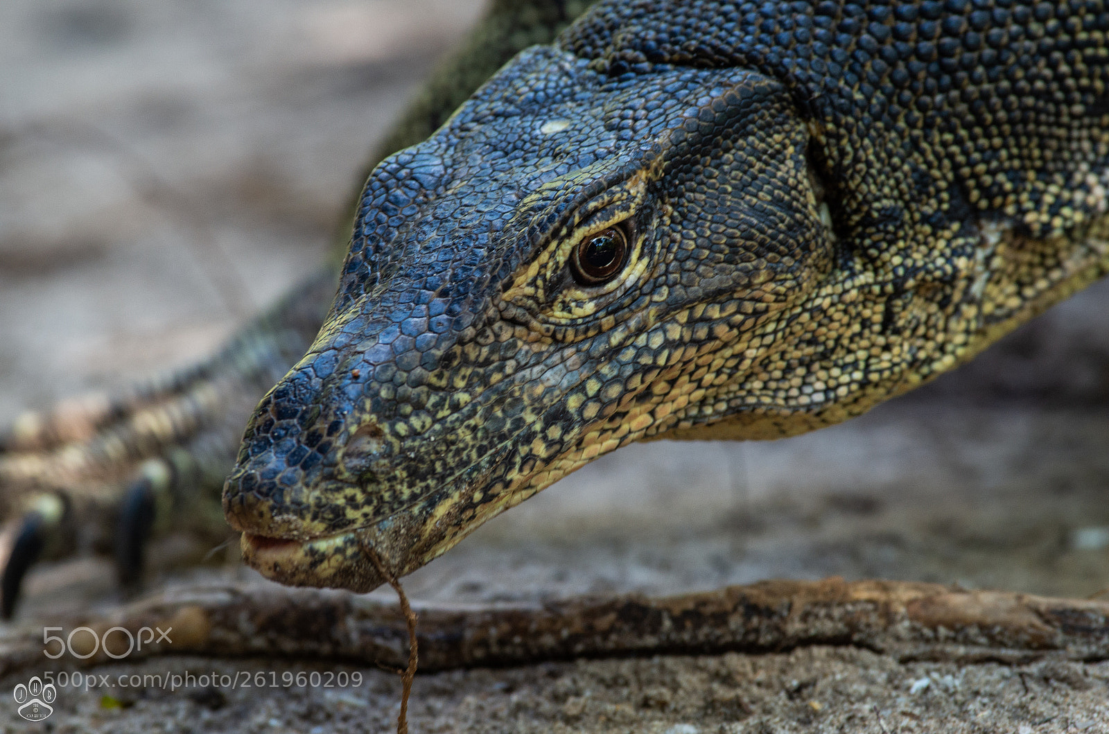 Pentax K-50 sample photo. Eyes on you photography