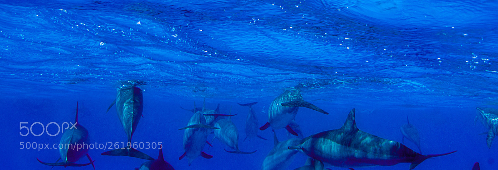Canon EOS 30D sample photo. Dolphins take a breath photography