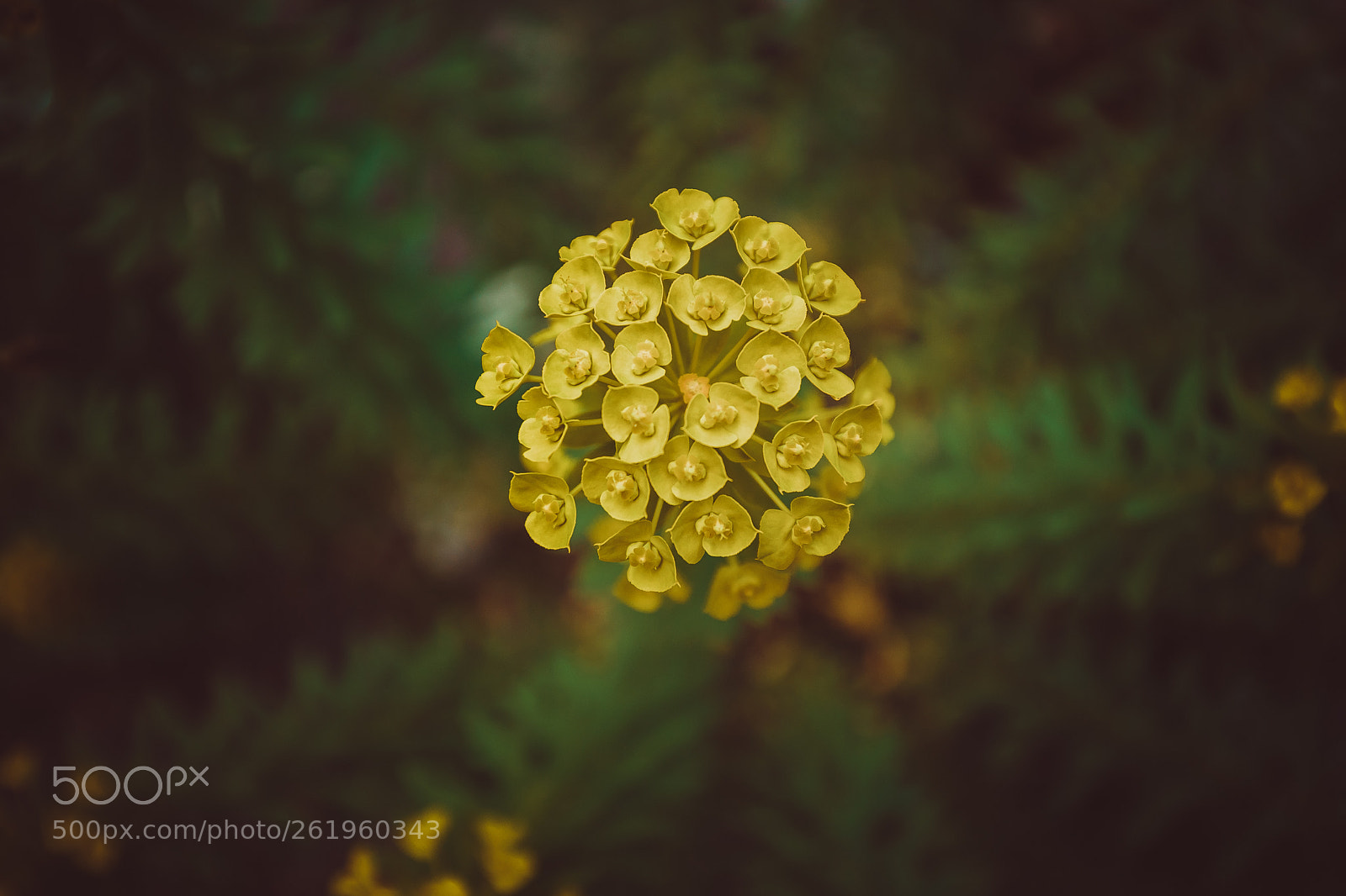 Canon EOS 5D Mark IV sample photo. Flower photography