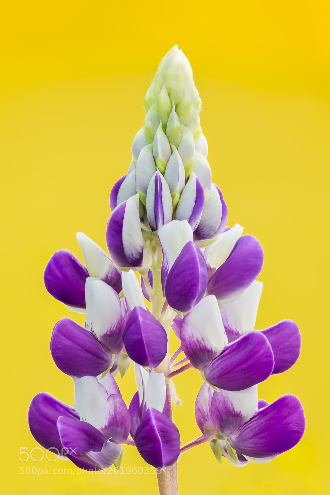 Nikon D600 sample photo. Close up shot of photography